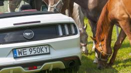 Ford Mustang Convertible 2.3 EcoBoost – galopująca legenda