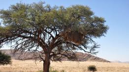 Skoda Yeti w Namibii - dzień 3 - galeria redakcyjna - inne zdjęcie