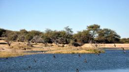 Skoda Yeti w Namibii - dzień 4 - od księżycowego krajobrazu po safari