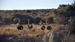 Skoda Yeti w Namibii - dzień 4 - od księżycowego krajobrazu po safari