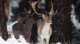 Uwaga - dziki zwierz!