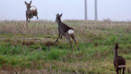 Uwaga - dziki zwierz!