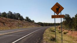 Uwaga - dziki zwierz!