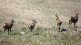 Uwaga - dziki zwierz!