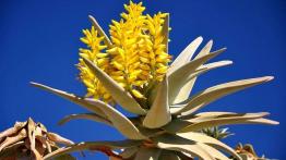 Skoda Yeti w Namibii - dzień 3 - podróż nad Atlantyk