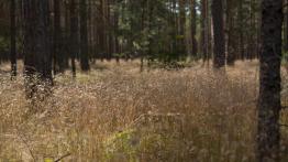 Pomorze, Kaszuby i Żuławy – czy Fiat Tipo zdał test?