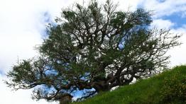 Audi Q5 w Nowej Zelandii - część 1 - galeria redakcyjna - inne zdjęcie