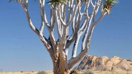 Skoda Yeti w Namibii - dzień 3 - podróż nad Atlantyk