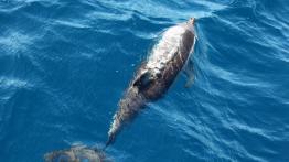 Audi Q5 w Nowej Zelandii - część 2 - galeria redakcyjna - inne zdjęcie