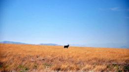 Skoda Yeti w Namibii - dzień 3 - podróż nad Atlantyk