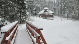 Na prąd, benzynę i ... drewno - jedziemy Toyotą Prius Plug-in po choinkę (Fotostory)