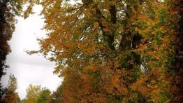 Opel Signum 2.0 turbo ECOTEC 175KM 129kW 2003-2008