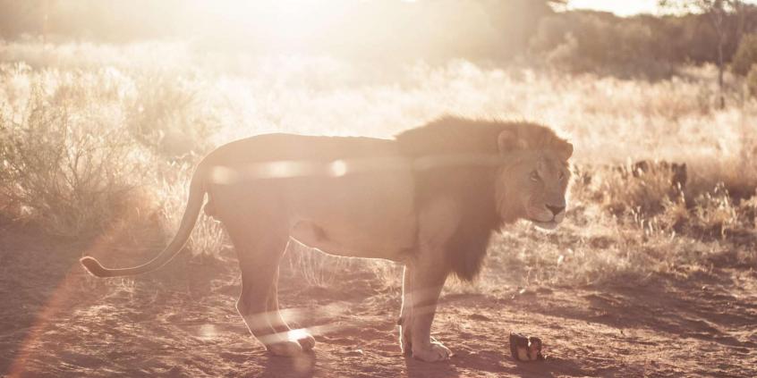 Toyota Hilux - przygoda w Namibii