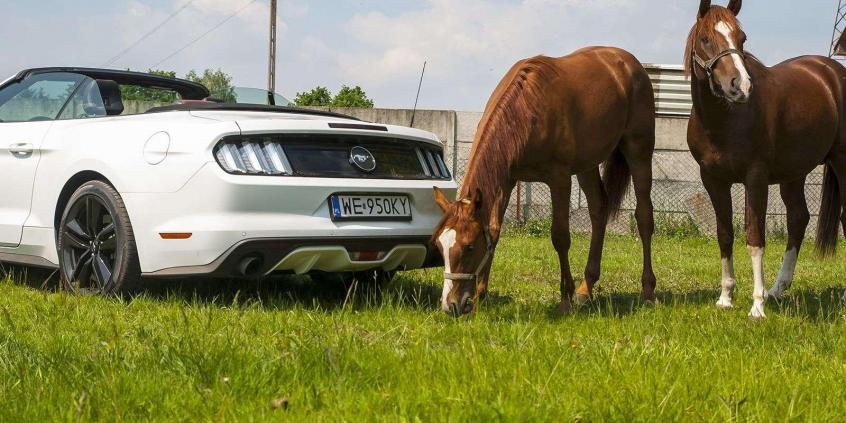 Ford Mustang Convertible 2.3 EcoBoost – galopująca legenda