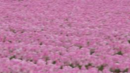 Citroen C4 Cactus (2014) - widok z przodu