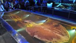 Wellington (fotostory) - Audi Q5