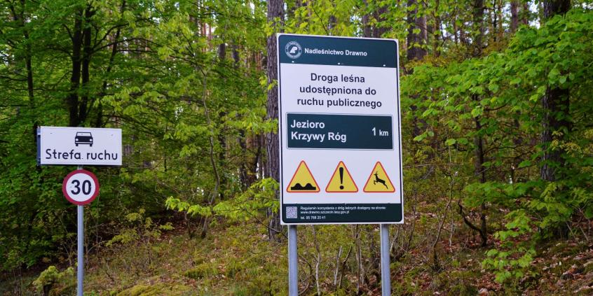 Czy można wjechać do lasu autem? Tak, ale są pewne warunki