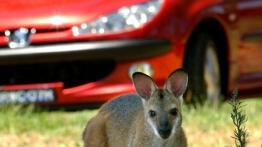 Peugeot 206 CC - przód - inne ujęcie