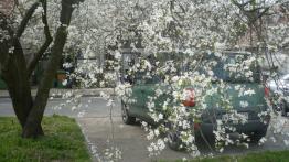 Fiat Multipla I Minivan - galeria społeczności - tył - inne ujęcie