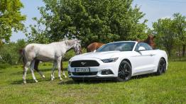 Ford Mustang Convertible 2.3 EcoBoost – galeria redakcyjna