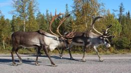 Skoda Citigo - małe auto, długa trasa