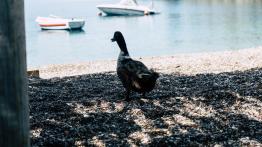 Porsche 911 (992) - galeria redakcyjna