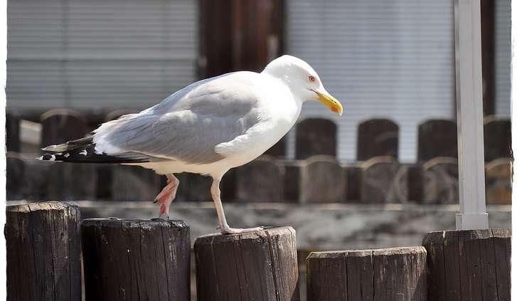 Hel - jazda na lpg. Taniej i szybciej