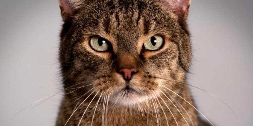 Szkodniki pod maską. Szczury, myszy, kuny, koty...