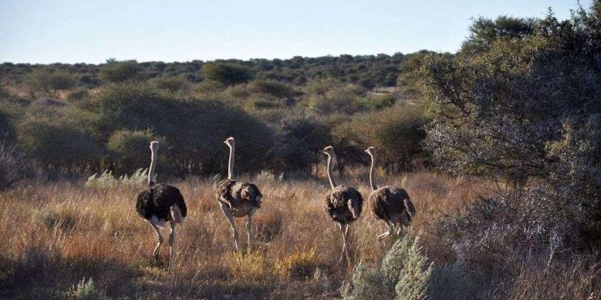 Skoda Yeti w Namibii - dzień 4 - od księżycowego krajobrazu po safari