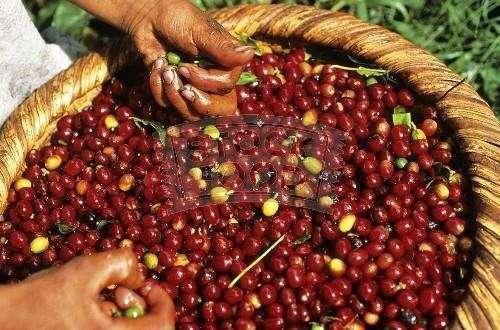 Kawa - czarny eliksir na zmęczenie