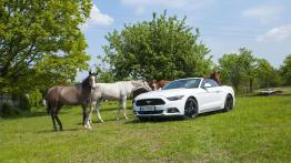 Ford Mustang Convertible 2.3 EcoBoost – galopująca legenda