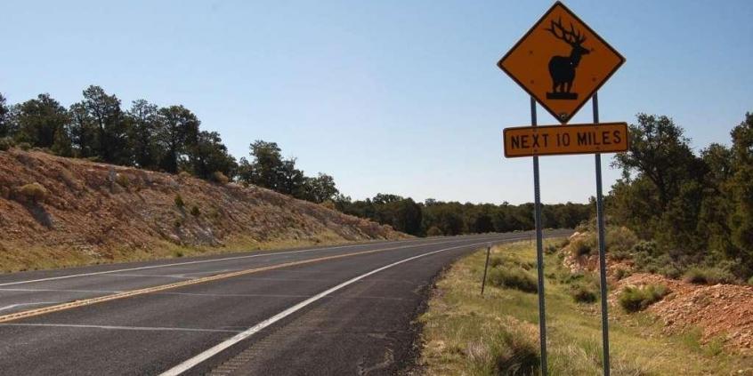 Uwaga - dziki zwierz!