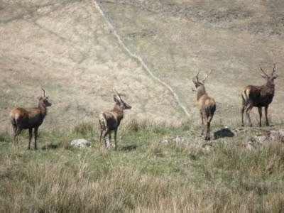 Uwaga - dziki zwierz!