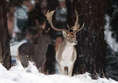 Uwaga - dziki zwierz!