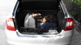 Rapid - wojna domowa w salonach Skody?