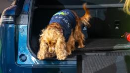 Jaecoo 5 i Omoda 5 Hybrid już w Polsce. Znamy ceny i specyfikacje