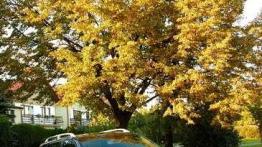 Renault Megane Grandtour 1.5 dCi - oszczędność w standardzie