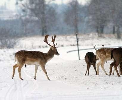 Uwaga - dziki zwierz!