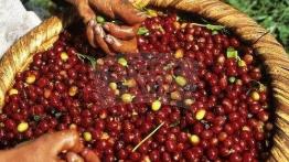 Kawa - czarny eliksir na zmęczenie