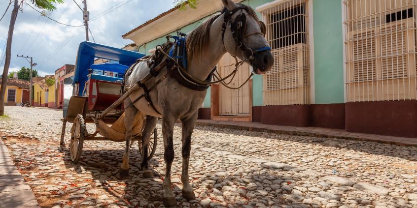 Konie zamiast koni mechanicznych. Na Kubie zabrakło paliwa