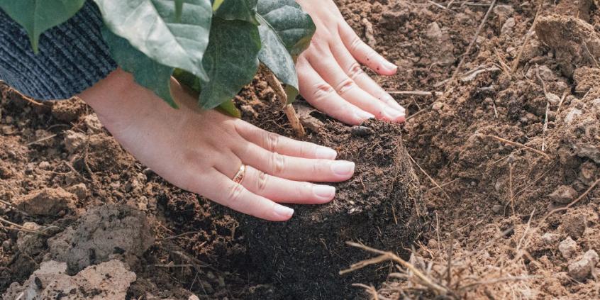 Zielona inwestycja Stellantis. Mikrolasy zmienią Katowice?