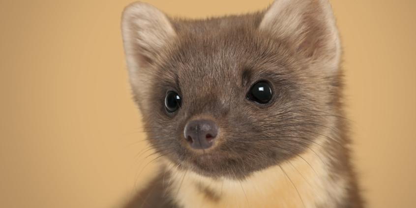 Jak ochronić auto przed kunami? Sprawdzamy system STOP&GO