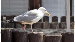 Hel - jazda na lpg. Taniej i szybciej