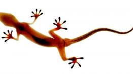 Audi Quattro - samochód który zmienił motoryzację