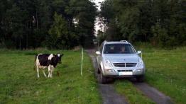 Najładniejsze z brzydkich kaczątek