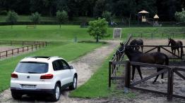 Volkswagen Tiguan Track&Style - widok z tyłu