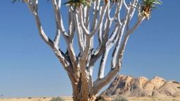 Skoda Yeti w Namibii - dzień 3 - galeria redakcyjna - inne zdjęcie