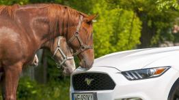 Ford Mustang Convertible 2.3 EcoBoost – galeria redakcyjna