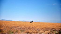 Skoda Yeti w Namibii - dzień 3 - galeria redakcyjna - inne zdjęcie