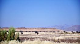 Skoda Yeti w Namibii - dzień 2 - galeria redakcyjna - inne zdjęcie